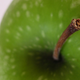 Illustration for article titled Did an apple really fall onto Isaac Newton's head?